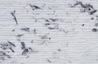 Snow Mountain Flying Fox